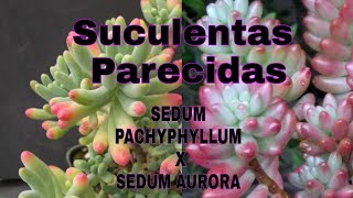 Diferenças entre Sedum Pachyphyllum e Sedum  Aurora # Suculentas Parecidas