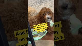 Doodle Doggie Tales- Part 84 “Shagalicious Baby!” #shortvideo #shortsfeed #animals #shorts #dogs