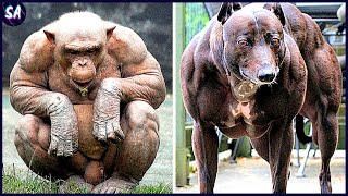 Los 12 Animales Más Musculosos Captados Por Las Cámaras