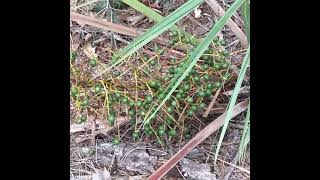 Saw Palmetto Berries