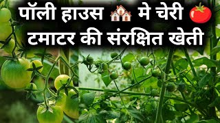 पॉली हाउस 🏘️ मे चेरी 🍅 टमाटर की संरक्षित खेती लोकेशन–बांदा कृषि एवं प्रौद्योगिकी विश्वविद्यालय,बांदा