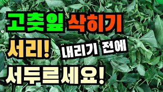 고추보다 많은 이것! 고춧잎 드세요!  고춧잎삭히기, 고춧잎김치, 고추잎장아찌, 고추잎삭히기, 고추순장아찌, 고추순무침, Peppered leaves