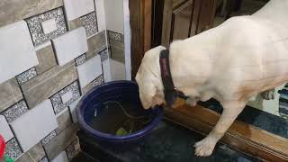 Labrador dog see fish| #dogs #labrador #trending #labradorpuppy #dogfunny #fish