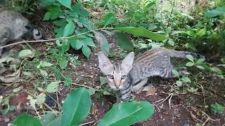 Dangerous 😳 ☠️ Cat 🐈 😻 🐈‍⬛️ 🤣  - @PMLoveNatureClasses