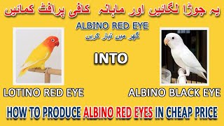 یہ جوڑا لگائیں اور ماہانہ  کافی پرافٹ کمائیں  | HOW TO PRODUCE ALBINO RED EYE | AA BIRDS INFORMATION