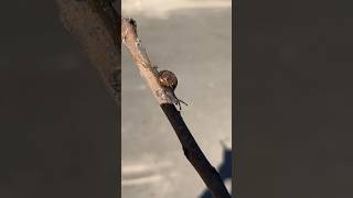 Snail on a stick 🐌 #snail #slug #nature #mollusca #shell #shorts