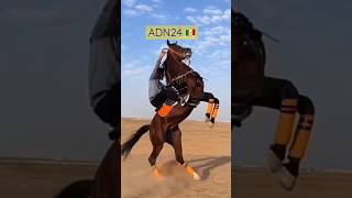 #travel #senegal #dakar #cheval #course