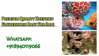 Flowerhorn fries for sale | Premium quality zhenzhu@smaquagarden