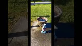 Turning a clay pot into a Solar Fountain for less then $25...#shorts