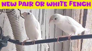 Addition of White Fench Pair || Enough Space to Fly |