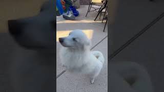 American Eskimo Dog