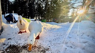 Finding HAPPINESS in the little things. #goat #animalprint #duck #farming