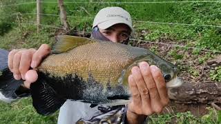 Pescaria de pacu e tambaqui selvagem.