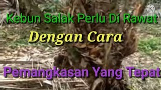 INI DIA CONTOH KEBUN SALAK YANG DISEBUT IDEAL