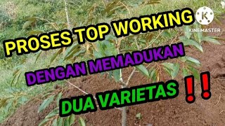 VARIETAS SEJENIS || DIGABUNGKAN MENJADI SATU POHON ‼️