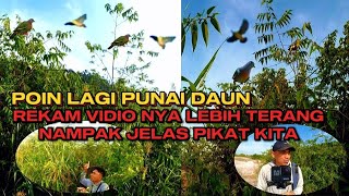 MULUT BURUNG PUNAI MAKAN BUAH MENGKIRAI DI PAGI HARI ❗