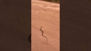 Ular apa nih kenceng banget lari nya😍#snake #shorts #video #borneo #sampit