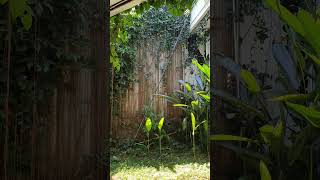 SEJUK NYA RUMAH DENGAN TANAMAN RINDANG!! #shortvideo #shorts #nature #rumah