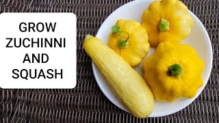 How to grow zuchinni and squashes at home