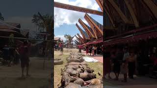 Mantare' Bai di RITUAL PEMAKAMAN TORAJA