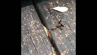 Wasp Captures Young Lubber Grasshopper