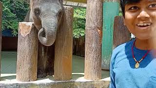 Kuala Gandah Elephant Sanctuary, Wildlife Sanctuary, Pahang.