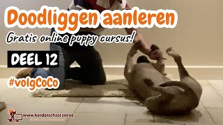 #volgCoCo deel 12 - doodliggen leren hond - Zusje van CoCo op bezoek