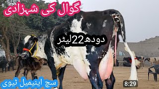 03466152628|cholistani friesian cross cow| friesian cholistani cross| cholistani gay |Such animal tv