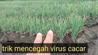 cara petani bawang merah mengatasi serangan virus cacar