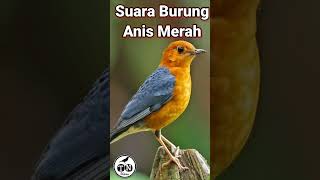 Pancingan Anis Merah #anismerah #macetbunyi #burung #kicaumania