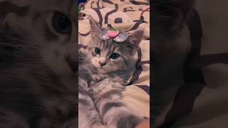 Cute Cats #Shorts #viral #trending #gaming