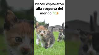 Dolcezza a Quattro Zampe #Gattini #CuteAnimals #PetLovers #Shorts #Gatti #amicifelini