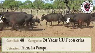 Lote 5