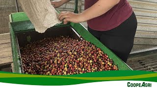 Políticas de Calidad garantizan la excelencia del café producido por asociados de CoopeAgri