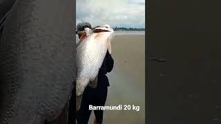 Gendong barramundi monster