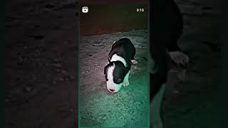 Lucy and Ruby (mmy-beti)#pitbulldog #doglover #trending #youtubeshorts #shorts