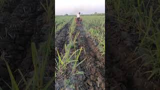 खोडवा ऊसाची लहान/बाळ बांधणी Earthing Up of Ratoon Sugarcane