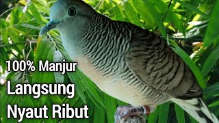 perkutut lokal gacor, Pancingan Ampuh 100% Langsung Nyaut