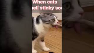 Cats and Dogs Sunlight, Shrimp, and Curiosity! 3 #cat #funny #pets #entertainment  #comedy #viral