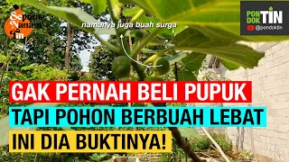 INI DIA VARIAN BUAH TIN YG GAPERNAH PAKAI PUPUK KIMIA, TAPI BERBUAH LEBAT, beda dengan jenis lain