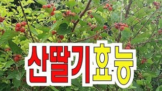 산딸기효능 부작용 효소 먹는법~!