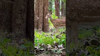 Chithal deer - Candid moment #deer #shorts #youtubeshorts #ytshorts #shortsfeed #shortsyoutube #yt