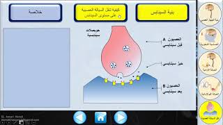 الجهاز العصبي || 4- السينابس ( نقل السيالة العصبية بين عصبونين على مستوى السينابس )