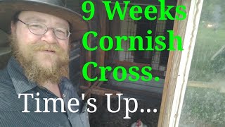 Cornish Cross Week 9 Time To Process ( Not Graphic)