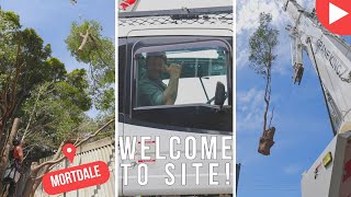 Welcome To Site - Mortdale - Shane's Trees