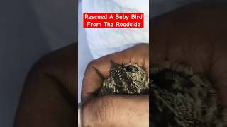 🥹Rescued A Baby Bird From Roadside🥰 #birds #shorts #ytshorts #birdslover