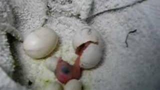 2nd sun conure chick hatching