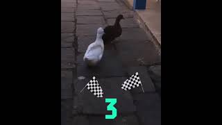 Duck Duck Go | Get set Go | 1 2 3 | Animals Are Funny | Enjoy the vibes |  Like