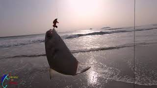 Pesca Surfcasting de Pampanos y luego un ceviche / Fishing big pompanos and then making a Ceviche