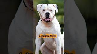 Top 10 Dangerous dog in world#shorts #vaani666#viralshorts